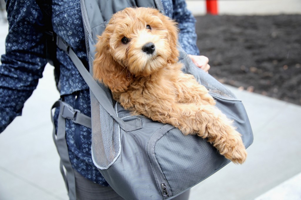 Nueva York prohibirá venta de perros gatos y conejos en tiendas minoristas