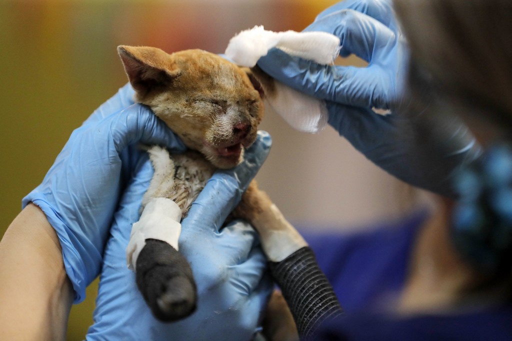 Un hospital de campaña asiste a los animales heridos en los incendios