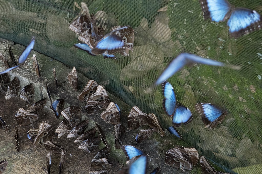 Mariposas