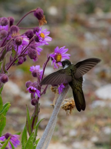 Colibrí.