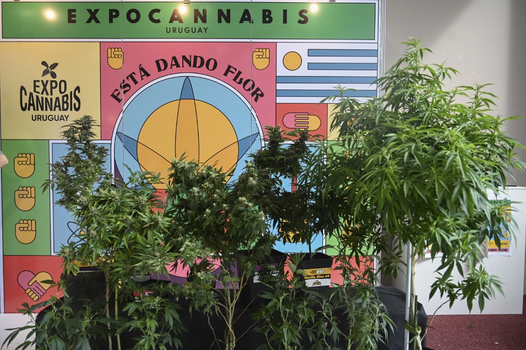 Expo Cannabis