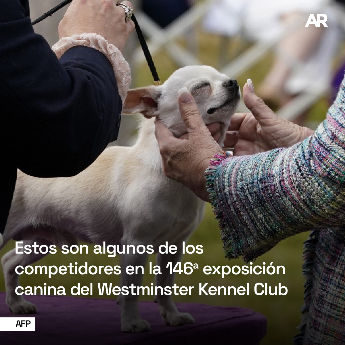 Perros competidores 1