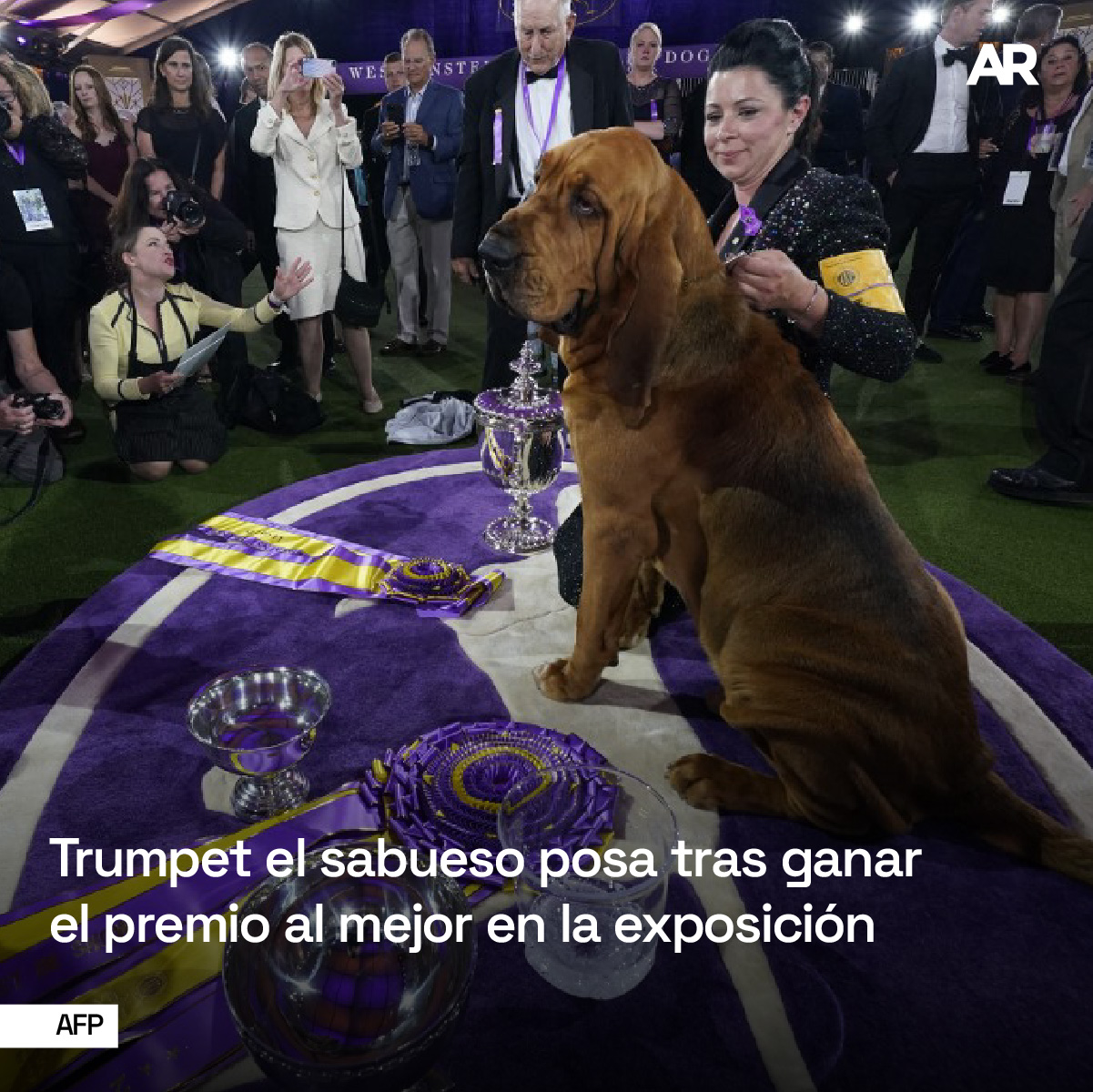 Perros competidores 6