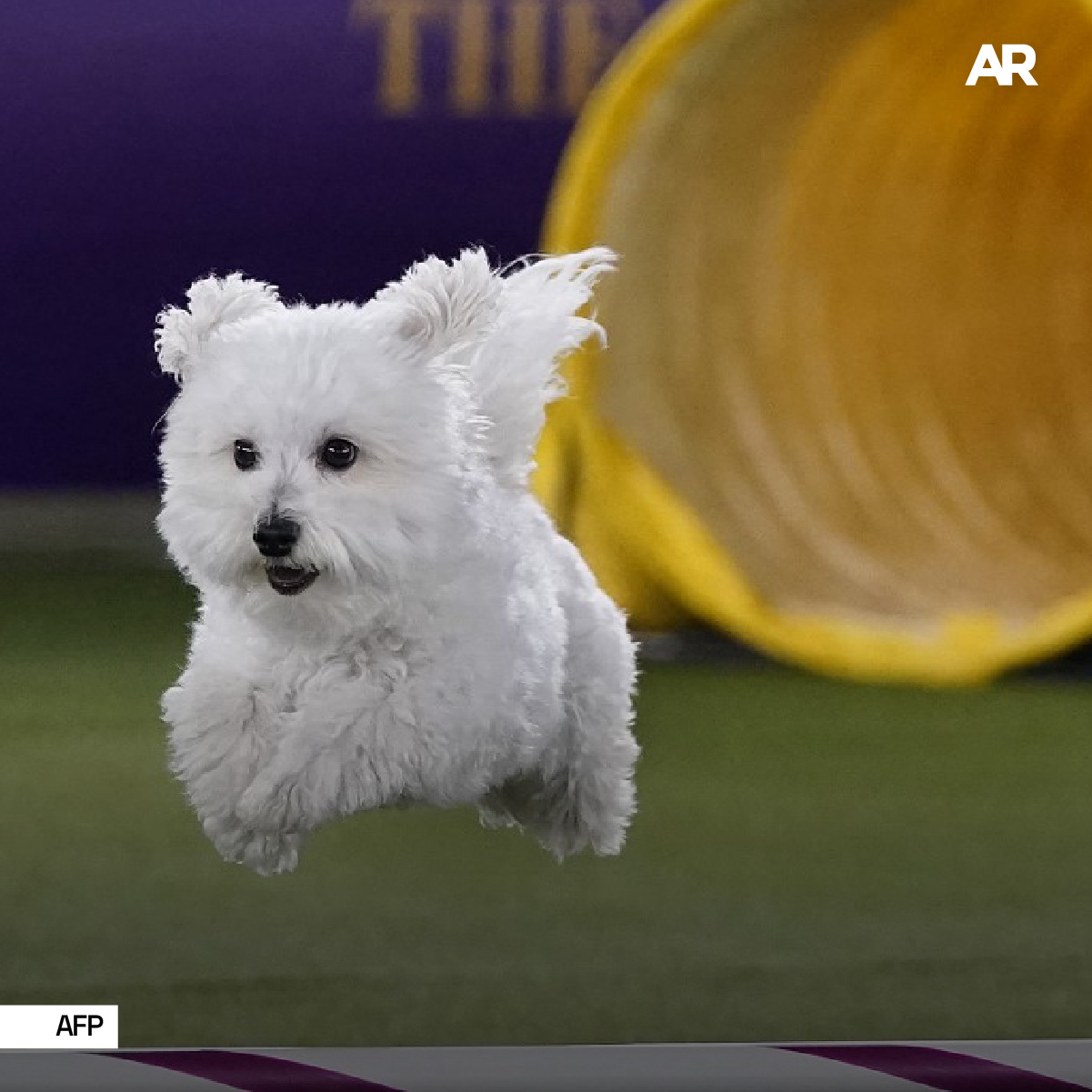 Perros competidores 5