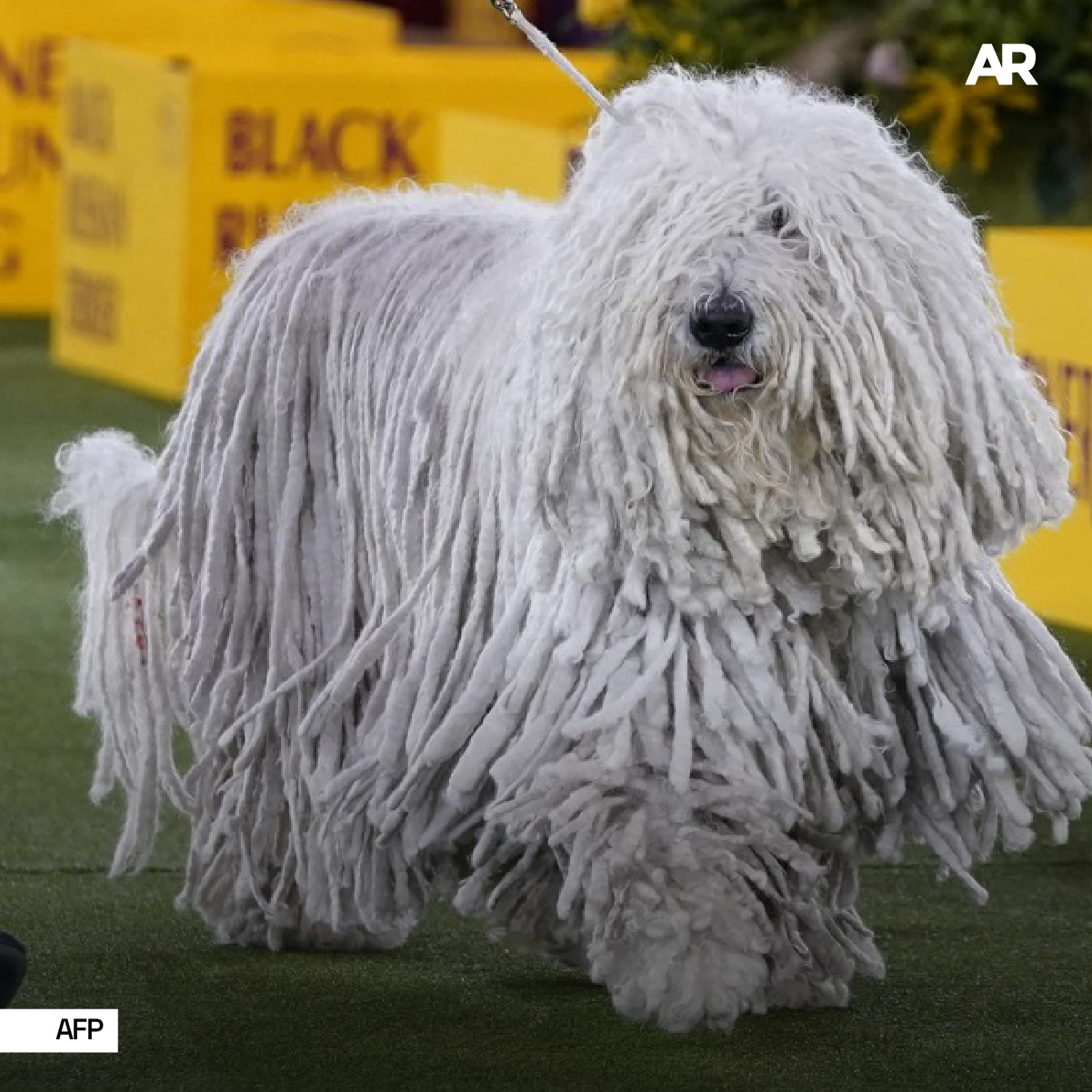 Perros competidores 3
