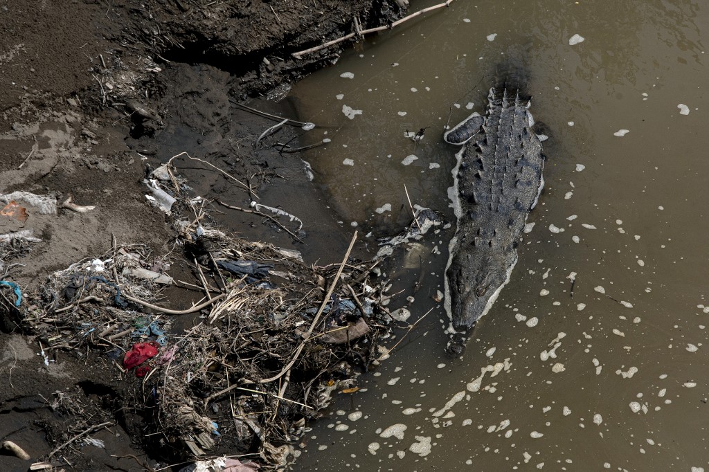 Contaminación del río compite con los cocodrilos