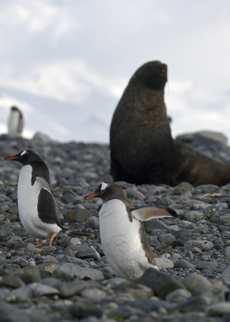 foca