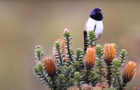 Ecuador,colibri,canto,Estrellita,Ecuatoriana