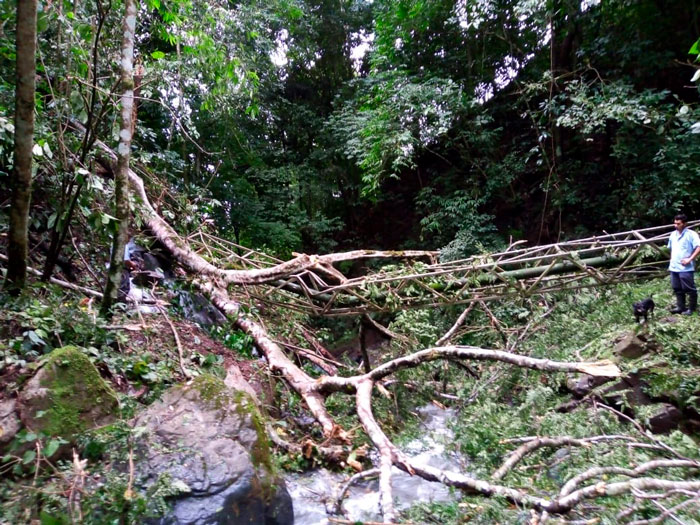 Caída de árbol