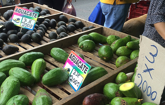 Diferendo entre Costa Rica y México ante OMC por aguacate entra a su fase  final