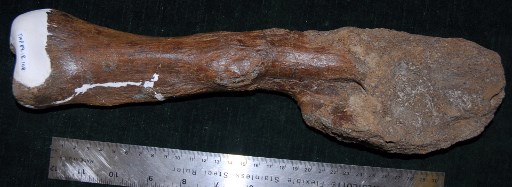 Dinosaurio.