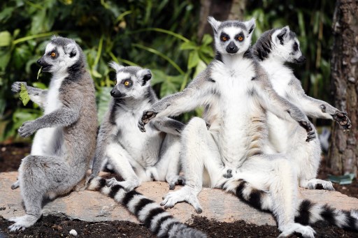Lémur de Madagascar.