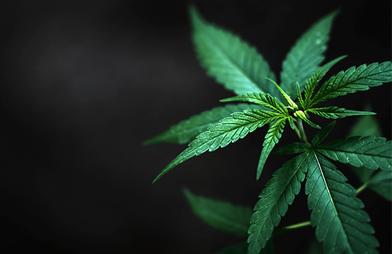 Mexico,Marihuana