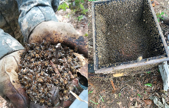 Abejas,Masacre,Muerte,Denuncia,Daño Ambiental,Apicultores
