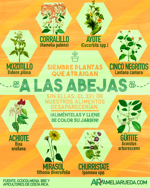 abejas