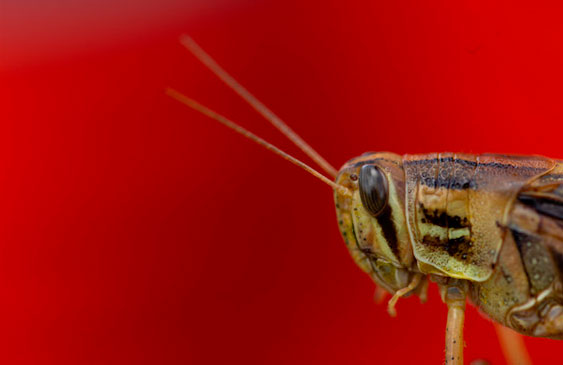 langostas,centroamerica,oirsa,ambiente,plagas,agro