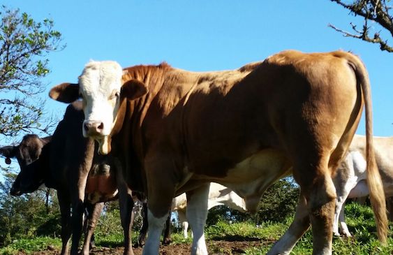 Consejo Nacional de la Producción,Ministerio de Agricultura y Ganadería,Leche,Grupo Lala,Gobierno de la República,Renato Alvarado,Cooperativas,Dos Pinos