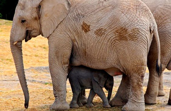 elefante,Zoom,nacimiento,Zoológico,mexico