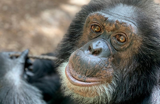 chimpancés,Estudio,sonido,evolución