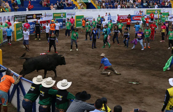 Ministerio de Salud,Toros,Tradiciones,Coronavirus,Covid-19