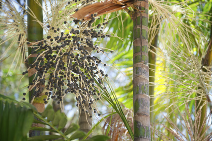 Canadá,Covid-19,palma de açaí
