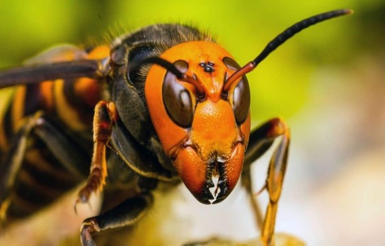 abejas,avispon asiatico,Costa Rica