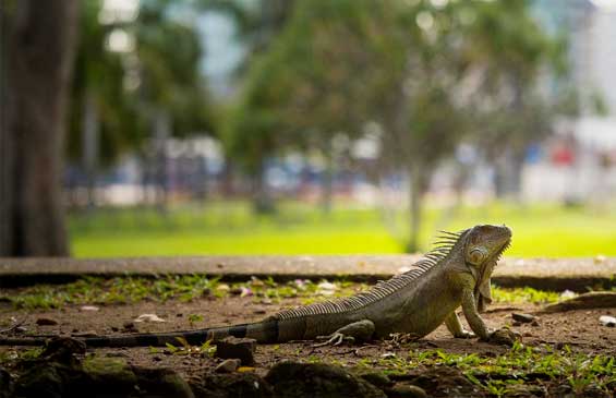 Iguana,América Latina,Antillas,amenaza,invasora