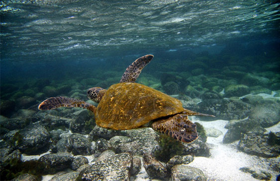 COP26,Galápagos,Colombia,Costa Rica,Ecuador,Panamá