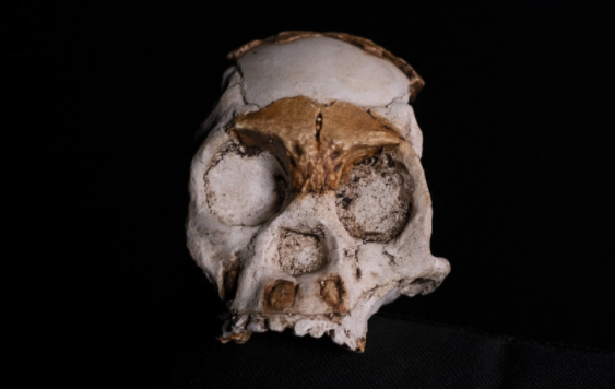 Sudafrica,Paleontologia,Ciencias,Internacionales,Investigación,Descubrimiento