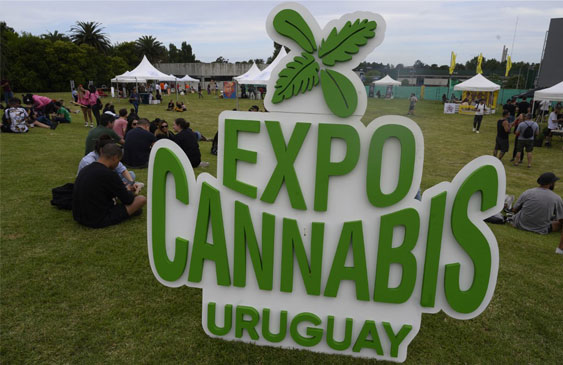 Uruguay,cannabis,producción,productos