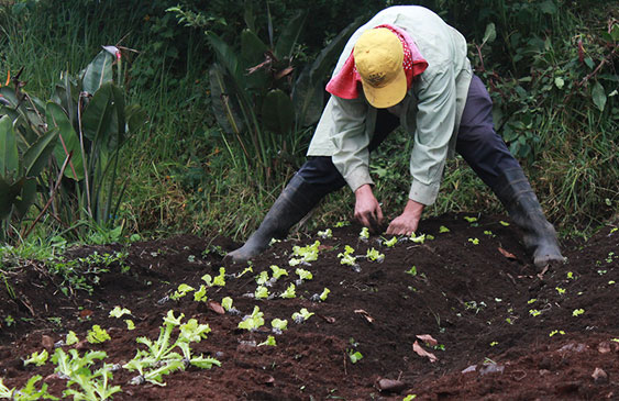 serpientes,agricultores,mordeduras,seguro,INS,diputados,FA