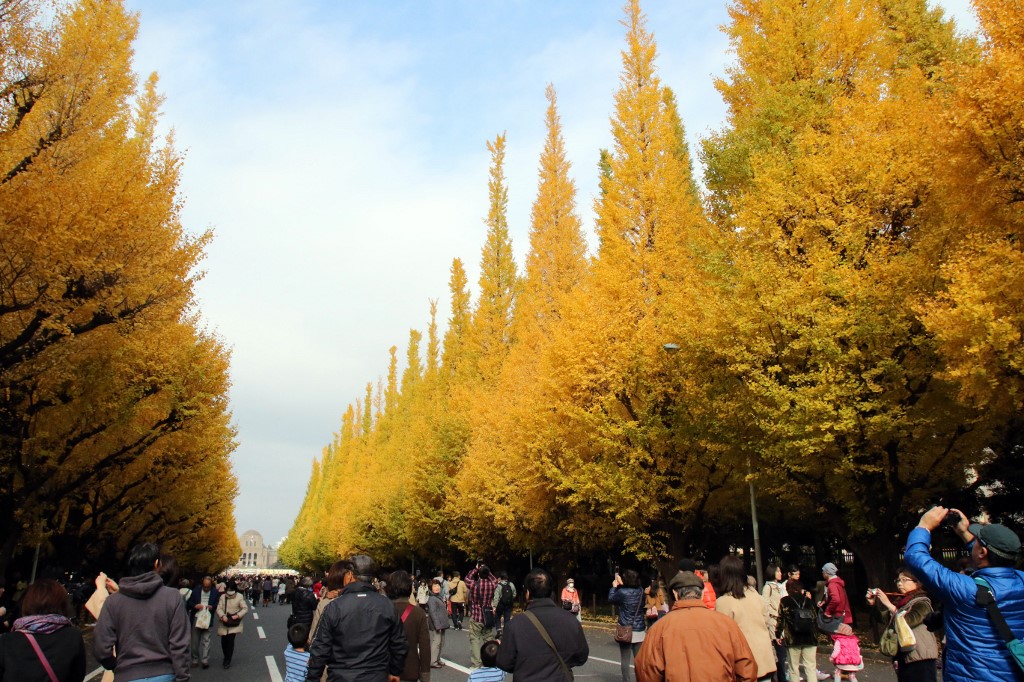 Naturaleza,Arboles,Hiroshima,UCR,Nacionales