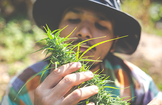 México,Marihuana,recreativa,narco,legalizar,noticias,internacionales