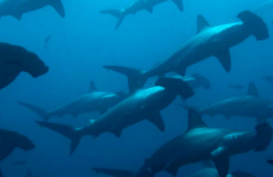 Tiburón,Extinción,Ambiente,UICN