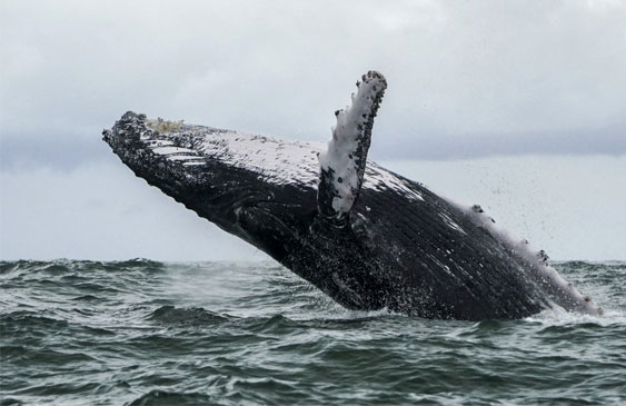 Ballena,insólito,massachusetts