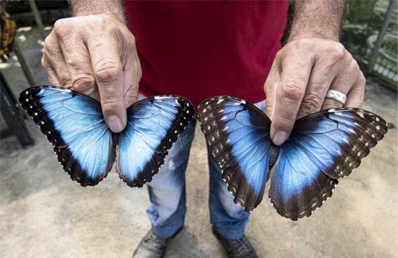 Mariposas,exportación,Costa Rica,Dubái,Europa,Estados Unidos