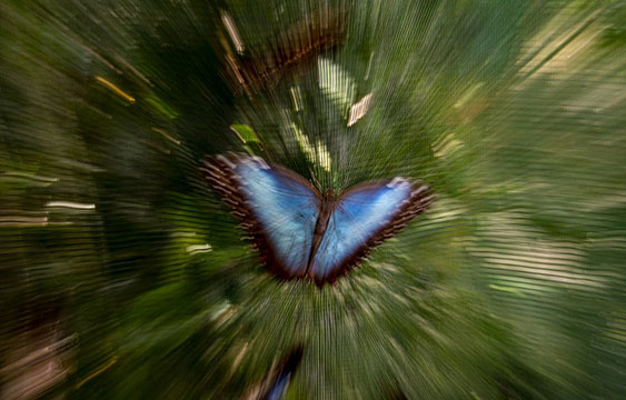 mariposas,Costa Rica,exportaciones