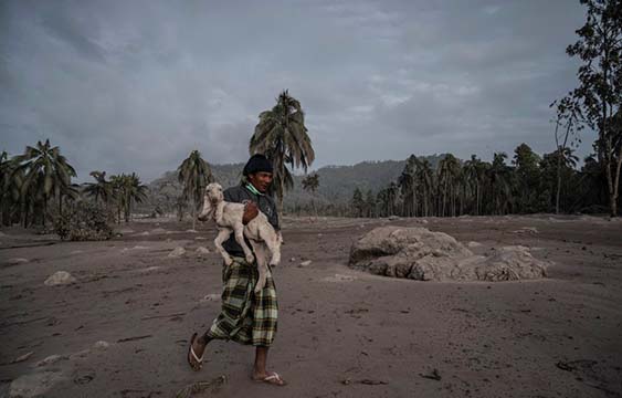 Rescate,Animales,Indonesia,Volcan,Erupcion,Galeria
