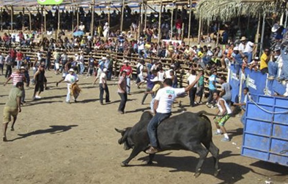 Corridas,Toros,Actos,Ilegales,Santa Cruz,Guanacaste,Noticias,Costa Rica