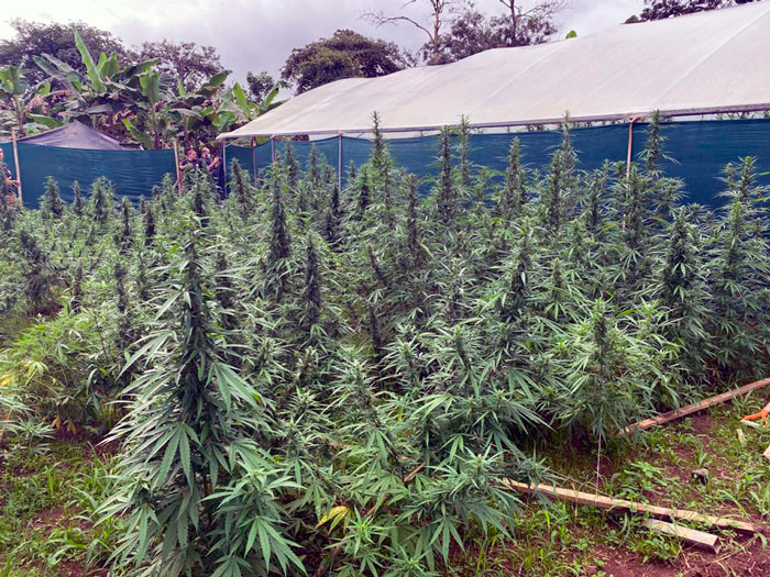 Marihuana