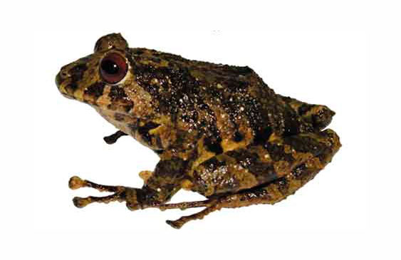 Led Zeppelin,Música,Curiosidades,Ecuador,Biología,Ranas,Animales,Especies silvestres,Fauna