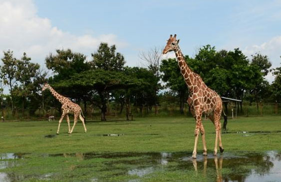 Sistema Nacional de Áreas de Conservación,Ministerio de Ambiente y Energía,Ponderosa Adventure Park,Tráfico de especies