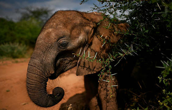 Caza Furtiva De Elefantes Africanos Repercute En Sus Genes: Ahora Nacen ...