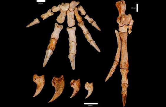 canguro,ciencia,ancestro,investigación
