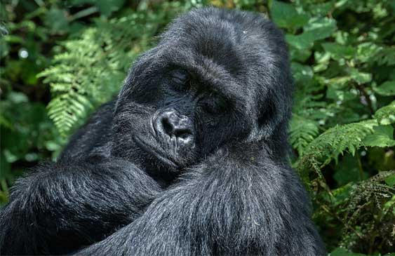 gorilas,bosques,Ruanda