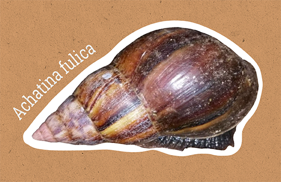 Sistema Fitosanitario del Estado,Ministerio de Agricultura y Ganadería,Caracol gigante africano
