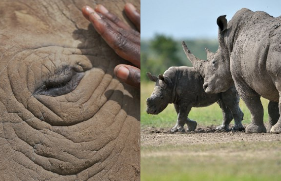 Rinoceronte,Animales,Naturaleza,África