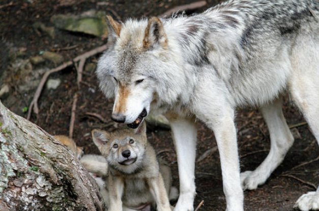 Lobos,Colorado,Estados Unidos,Naturaleza