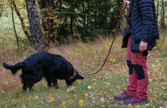 Amendes municipales françaises de 750 euros pour les propriétaires qui ne récupèrent pas les excréments de leur chien