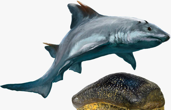 tiburón,extinto,Colombia